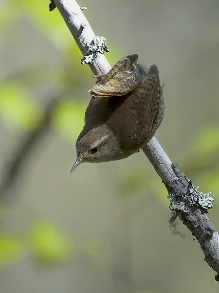 Peukaloinen, Winter Wren, Troglodytes troglodytes